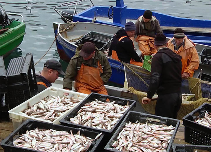 Рыбопромысловые компании Севастополя смогут компенсировать затраты на обслуживание флота