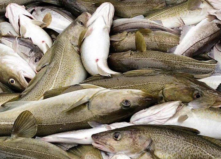 В охотоморской путине 2026 года задействовано 79 крупнотоннажных и 12 среднетоннажных судов